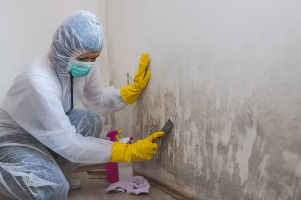 Best Mold Odor Removal Services  in Winton, CA