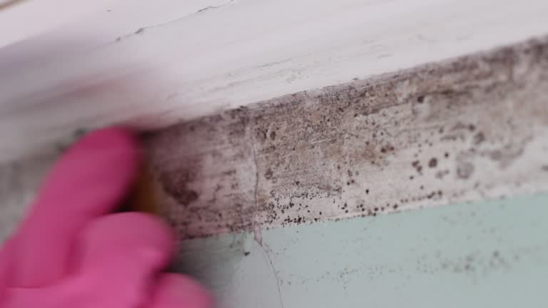 Environmental Consulting for Mold Prevention in Winton, CA